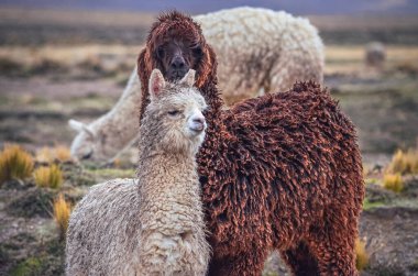 Alpacas, biri kameraya bakıyor, Peru 'nun Colca bölgesindeki dağ vadisinde. Güney Amerika manzarası ve faunası