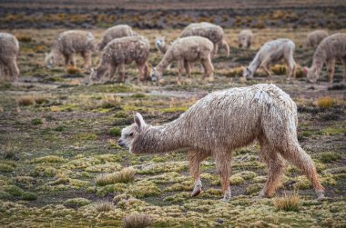 Peru 'nun Colca bölgesindeki dağ vadisinde ot yiyen alpakalar. Güney Amerika manzarası ve faunası. Çalkala ve besle