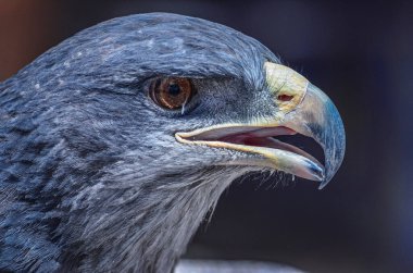 Siyah göğüslü akbaba-kartal portresi (Geranoaetus melanoleucus). Peru, Colca Kanyonu 'ndaki And Dağları' ndaki yerli yırtıcı kuşun fotoğrafını çek. Güney Amerika