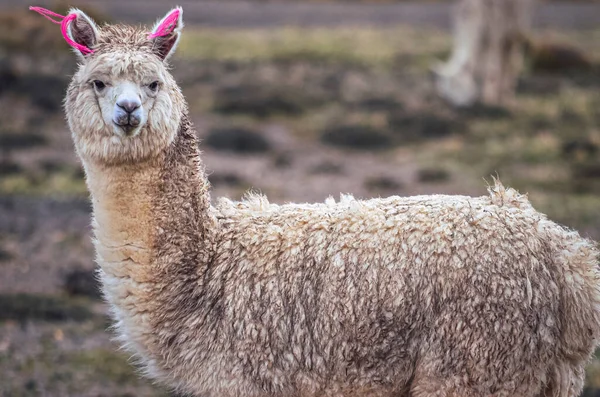 Alpaca, Peru 'nun Colca bölgesindeki dağ vadisinin ortasında. Güney Amerika manzarası ve faunası