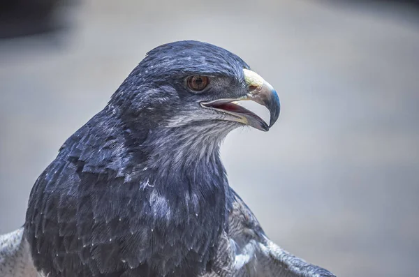 Siyah göğüslü akbaba-kartal portresi (Geranoaetus melanoleucus). Peru, Colca Kanyonu 'ndaki And Dağları' ndaki yerli yırtıcı kuşun fotoğrafını çek. Güney Amerika
