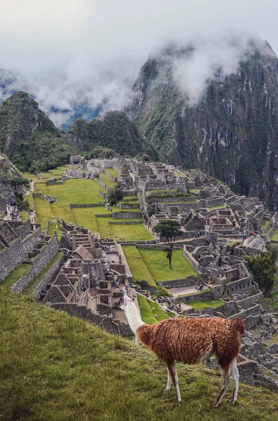 Lama Trawa Ruinami Starożytną Architekturą Machu Picchu Tyłu Zaginione Miasto — Zdjęcie stockowe