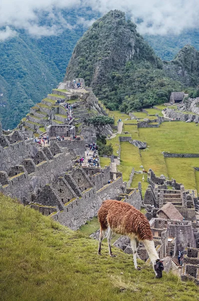 Arkasında Machu Picchu 'nun kalıntıları ve antik mimarisi olan bir lama. Cusco Eyaleti 'nin kutsal vadisindeki İnka medeniyetinden kayıp şehir. Peru, Güney Amerika