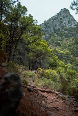 Doğanın uçsuz bucaksız boyutunu gösteren dramatik bir dikey çekim. Yoğun, koyu yeşil çam ağaçları ve Malaga 'nın Ojen kenti yakınlarındaki kırmızımsı kahverengi toprak ile kaplı dik bir dağ yamacına bakan küçük bir kadın figürü görülüyor. Ölçek ve macera temaları için ideal