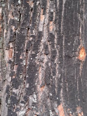 Bir ağacın kabuğunun yakın görüntüsü