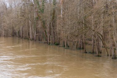 Ormanda küçük bir sel.