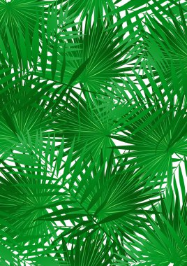 Beyaz arka plan üzerinde tropikal lahana palm