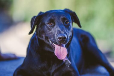 Kameraya bakan mutlu siyah bir köpeğin portresi.