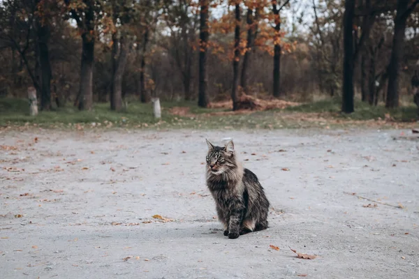 Curious Cat Sitting Predator Autumn Garden Cat Ground Forest Cat — Stock Photo, Image
