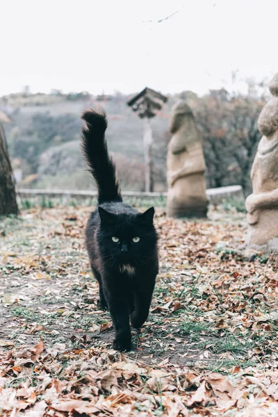 curious  black cat walking outside. predator in the autumn garden. Cat is on the ground near wooden fence and statues . Cat in an autumn park.