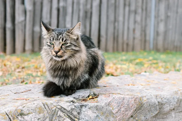 Curieux Chat Assis Dehors Prédateur Dans Jardin Automne Cat Est — Photo