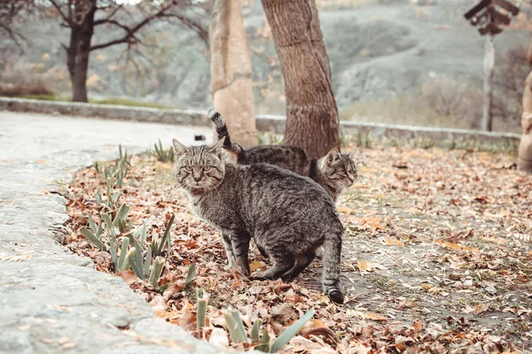 curious  cats walking outside. predator in the autumn garden. Cats is on the ground near pavement  . Cat in an autumn park.