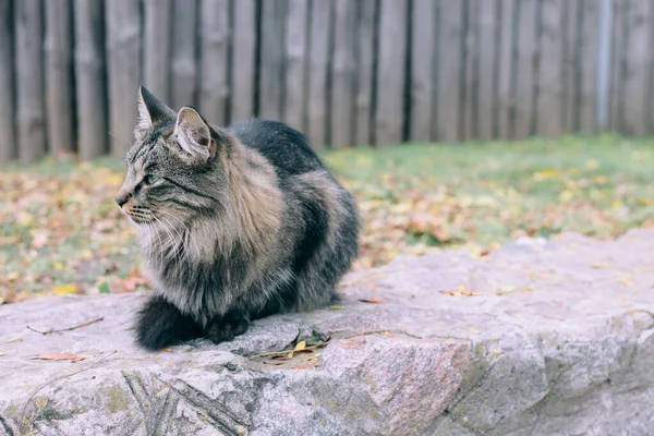 Curieux Chat Assis Dehors Prédateur Dans Jardin Automne Cat Est — Photo