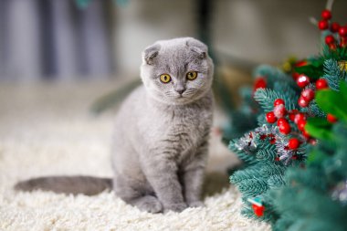  Gri tüylü, sarı gözlü İskoç kedi yavrusu Yeni Yıl oyuncakları ve kırmızı böğürtlen dallarıyla süslenmiş yapay mavi ladin dalıyla birlikte bej bir halının üzerinde oturuyor..