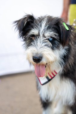 Başıboş köpeklerin gönüllü sergisi. Köpek eğitimi, sergi hazırlığı, evcil hayvanlar. Köpek yeni bir aile bekliyor. İnsanların onu barınaktan çıkarmasını bekliyor. Yalnızlık ve yalnızlık kavramından.