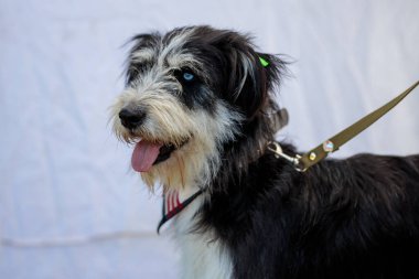   Başıboş köpeklerin gönüllü sergisi. Köpek eğitimi, sergi hazırlığı, evcil hayvanlar. Kızıl bir köpek yukarı bakıyor ve insanların onu barınaktan alıp evine götürmesini istiyor. 