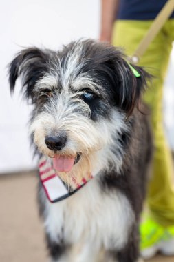 Başıboş köpeklerin gönüllü sergisi. Köpek eğitimi, sergi hazırlığı, evcil hayvanlar. Köpek yeni bir aile bekliyor. İnsanların onu barınaktan çıkarmasını bekliyor. Yalnızlık ve yalnızlık kavramından.