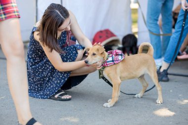 Nikolaev, Ukrayna... 15 Ağustos 2020: sokak köpeklerinin gönüllü sergisi. Köpek eğitimi, sergi hazırlığı, evcil hayvanlar. Yong hanım küçük bir oyun oynuyor.