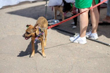 Başıboş köpeklerin gönüllü sergisi. Köpek eğitimi, sergi hazırlığı, evcil hayvanlar. Köpek yeni bir aile bekliyor. İnsanların onu barınaktan çıkarmasını bekliyor. Yalnızlık ve yalnızlık kavramından.