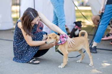 Nikolaev, Ukrayna... 15 Ağustos 2020: sokak köpeklerinin gönüllü sergisi. Köpek eğitimi, sergi hazırlığı, evcil hayvanlar. Yong hanım küçük bir oyun oynuyor.