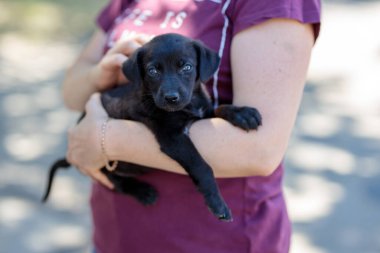 Başıboş köpeklerin gönüllü sergisi. Köpek eğitimi, sergi hazırlığı, evcil hayvanlar. Sahibinin kollarında küçük siyah bir köpek yavrusu kameraya bakıyor. Birisi onu Shelte 'den alıp eve götürecek.
