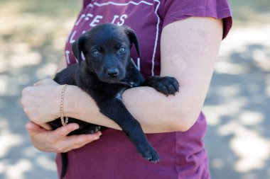 Başıboş köpeklerin gönüllü sergisi. Köpek eğitimi, sergi hazırlığı, evcil hayvanlar. Sahibinin kollarında küçük siyah bir köpek yavrusu kameraya bakıyor. Birisi onu Shelte 'den alıp eve götürecek.