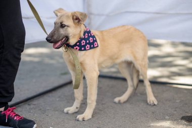 Başıboş köpeklerin gönüllü sergisi. Köpek eğitimi, sergi hazırlığı, evcil hayvanlar. Köpek yeni bir aile bekliyor. İnsanların onu barınaktan çıkarmasını bekliyor. Yalnızlık ve yalnızlık kavramından.