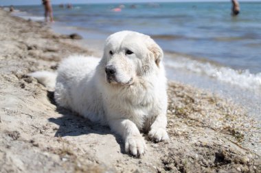 Koca sakar köpek Labrador, Dzharylhach adasının güzel kumlu sahilinde, yaban deniz kıyısındaki suyun yanında ve sahilde serinliyor.