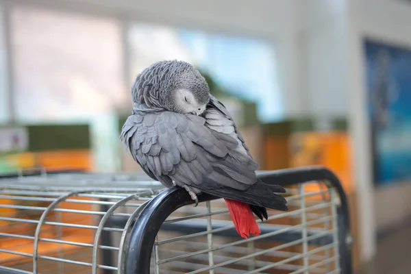 African Gray Parrot sits on cage and  sleeps. Playful and affectionate bird able to talk.  loving and friendly social companion bird.  stunning dusty-gray color and looks quite similar to a pigeon