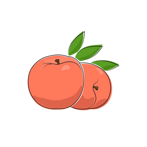 Персик изолирован на белом — стоковый вектор