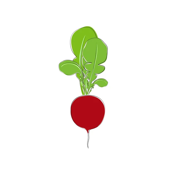 Radish Vegetable Standing Isolated on White — Stock Vector