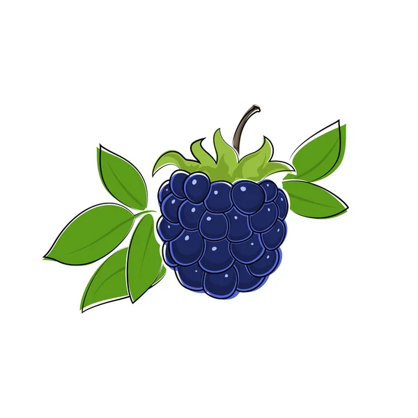 Blackberry elszigetelt fehér — Stock Vector