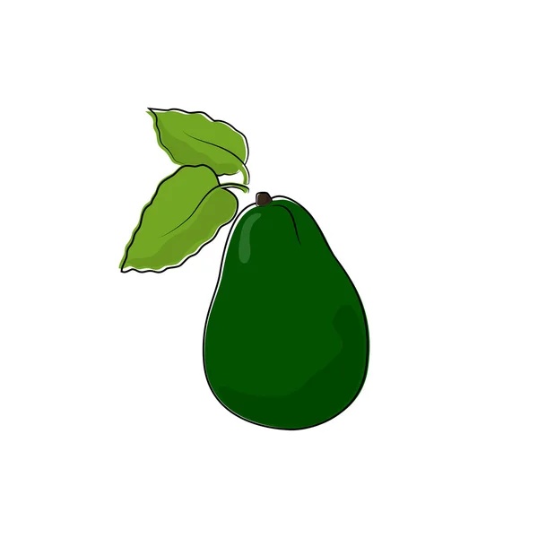 Авокадо изолирован на белом — стоковый вектор