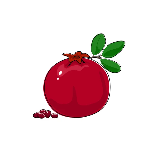 Pomegranate Isolated on White — Stock Vector