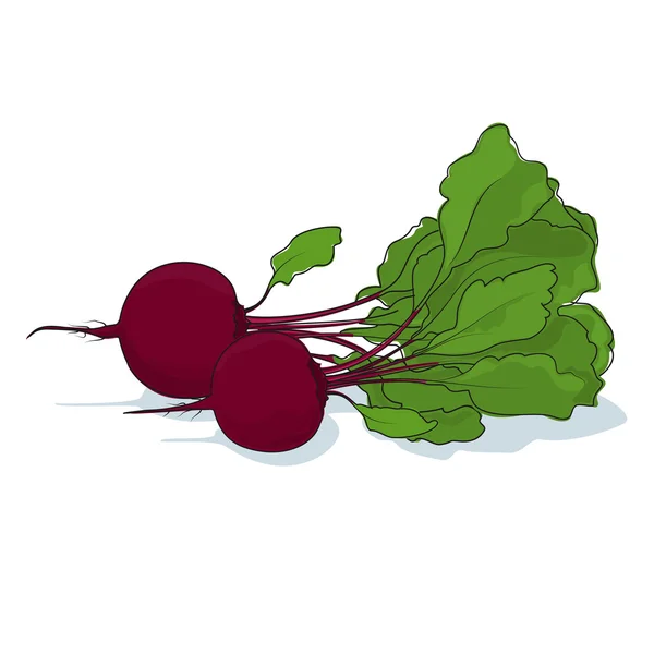 Remolacha vegetal sobre fondo blanco — Vector de stock