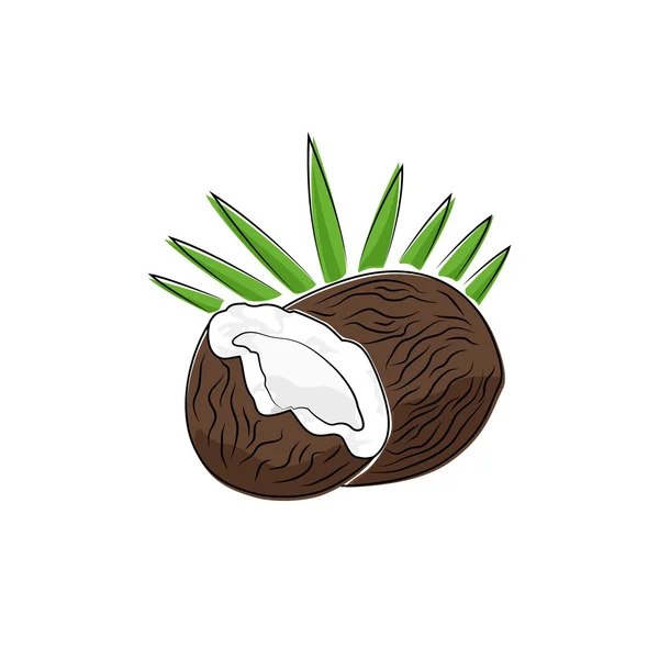 Coconut Isolated on White — Stock Vector