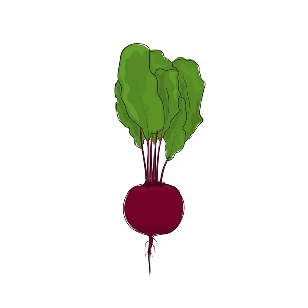 Řepy kořenová zelenina na bílém pozadí — Stockový vektor
