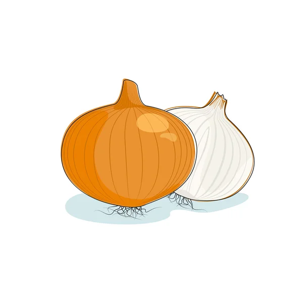 Onion Isolated on White — Stock Vector