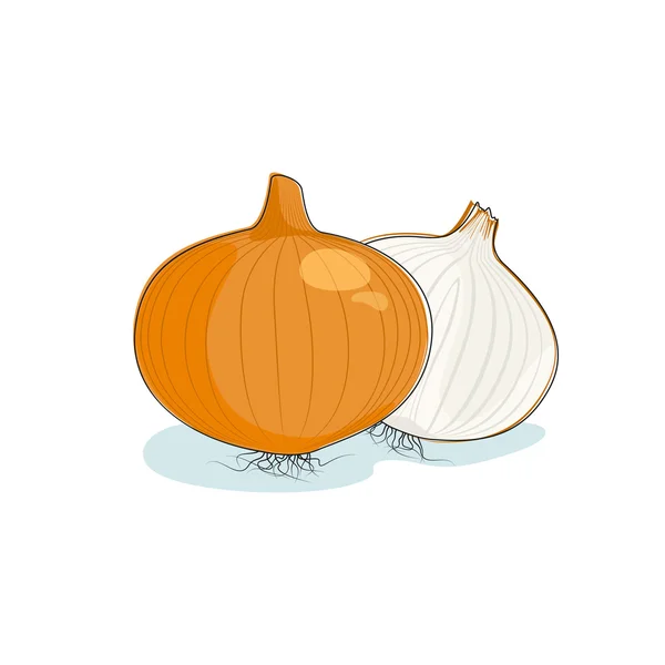 Cebolla aislada sobre blanco — Vector de stock