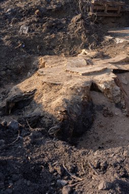 Kökleri yerde olan büyük bir ağaç gövdesini kaldırıyorum.