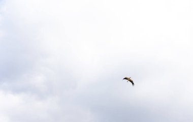 Kuş leyleği gökyüzünde uçar yuvanın üstünde, vahşi kuş doğada