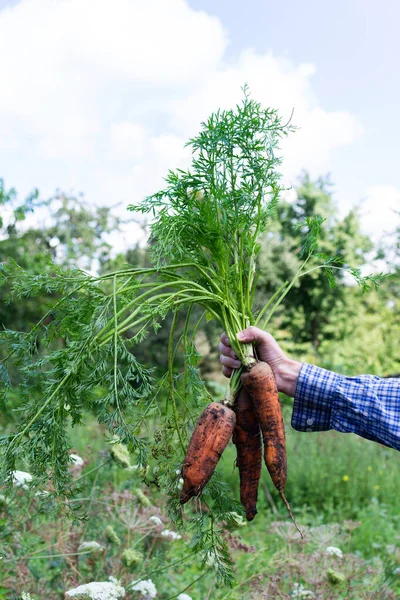 Manos de granjero con un fresco racimo orgánico de zanahoria —  Fotos de Stock