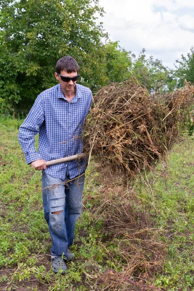 Agricultor elimina los tallos de papa seca —  Fotos de Stock