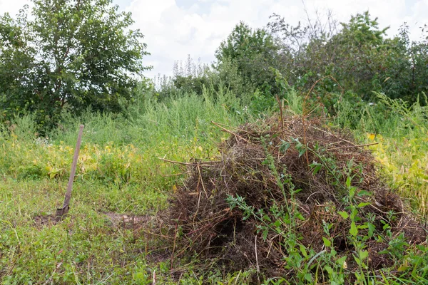 Duży stos suchych łodyg ziemniaka — Zdjęcie stockowe