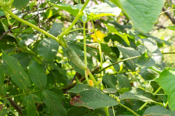 Young Cucumber Flower Stem Garden — Stock Photo, Image