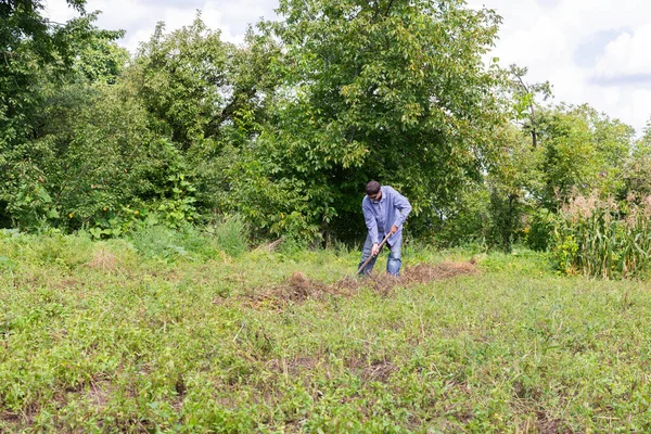 Agricultor Con Rastrillo Elimina Los Tallos Papa Seca Antes Excavarlo —  Fotos de Stock