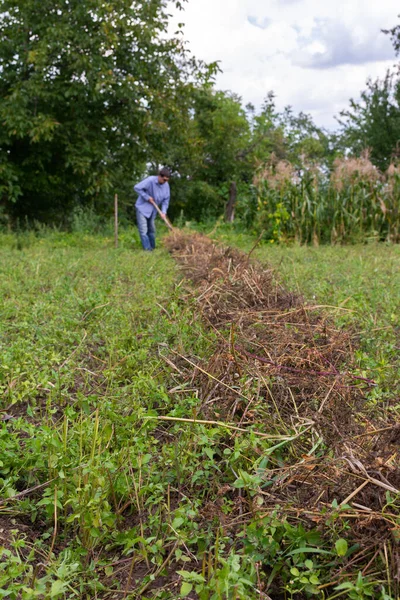 Agricultor Con Rastrillo Elimina Los Tallos Papa Seca Antes Excavarlo —  Fotos de Stock