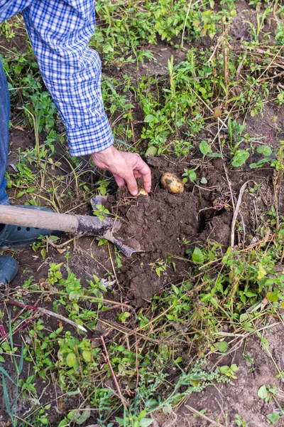 Boer Graaft Jonge Gele Aardappelen Tuin Oogsten — Stockfoto