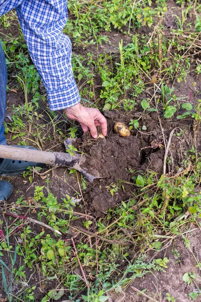 Jordbrukare Gräver Ung Gul Potatis Trädgårdsskörd — Stockfoto