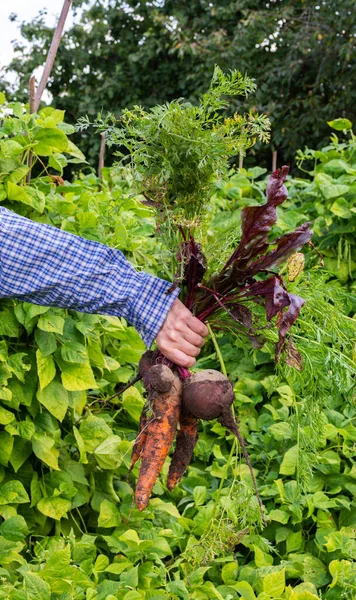 Agricultor Sosteniendo Racimo Orgánico Fresco Zanahoria Remolacha Con Tapas Verduras —  Fotos de Stock